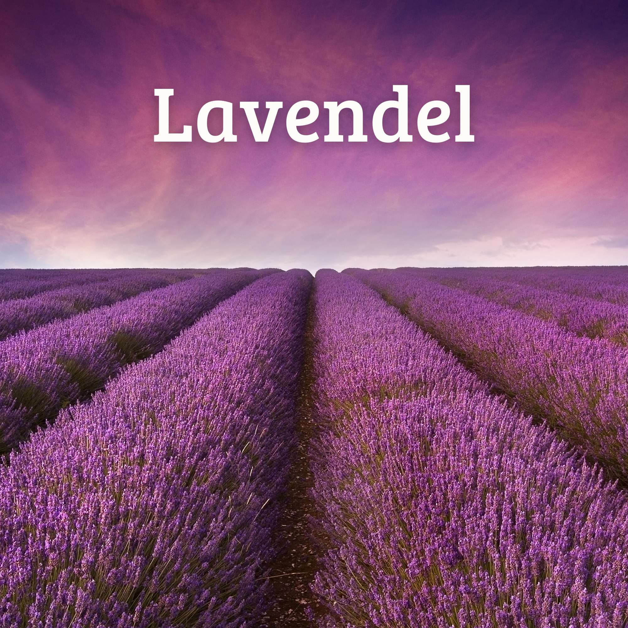 Ruhe und Beruhigung mit Lavendel 