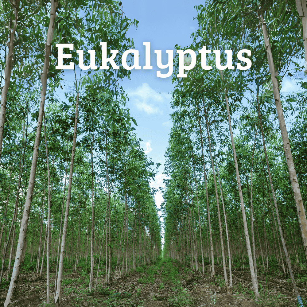 Natürliche Füllung für welliebellies® Wärmeprodukte