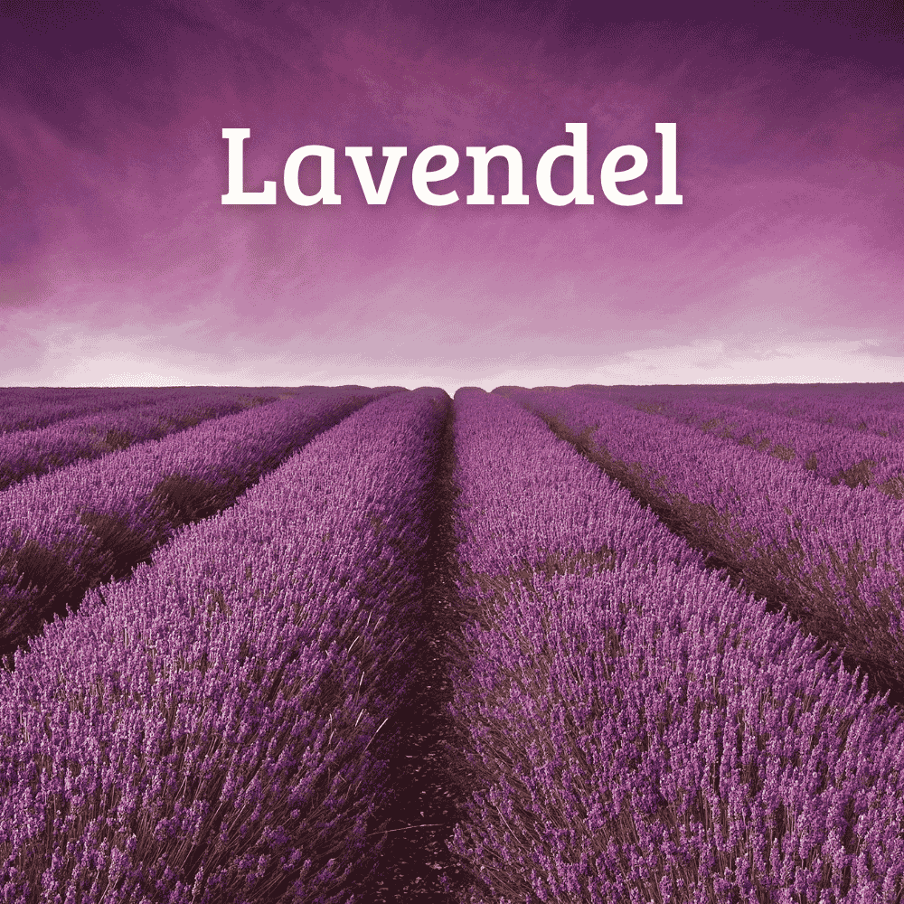 Blühendes Lavendelfeld – beruhigender Duft für welliebellies® Wärmekuscheltiere