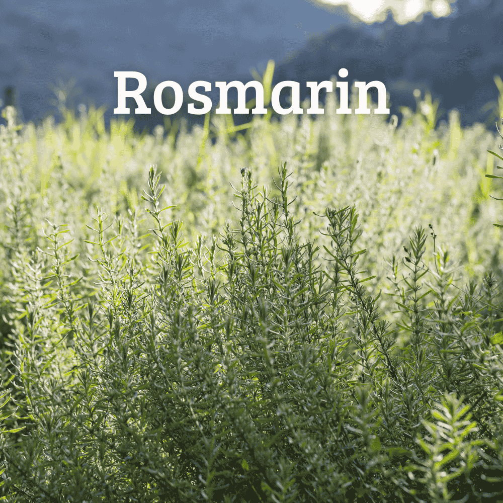 Natürliche Füllung für welliebellies® Wärmeprodukte