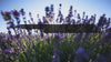 Video Inhaltsstoffe welliebellies Wärmekissen Felde voller Lavendel und Co.